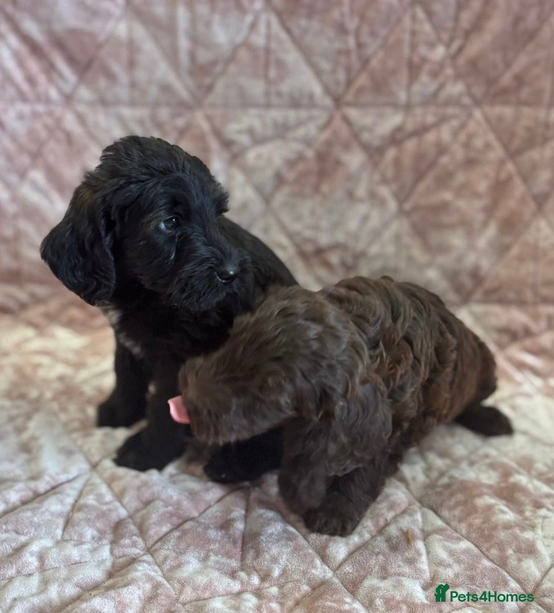 Mixed Breed dogs for sale: Stunning Labradoodles  - Image 6