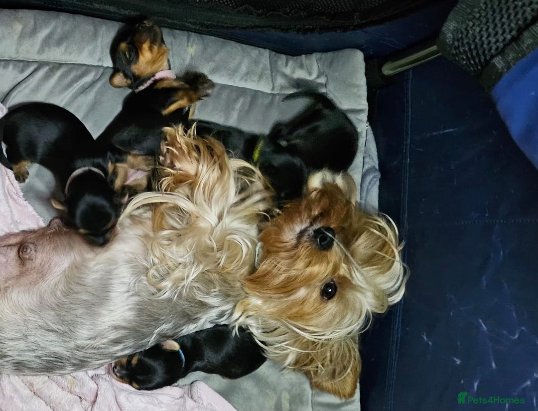 Yorkshire Terrier dogs for sale: Tiny miniature Yorkshire terriers - Advert 20