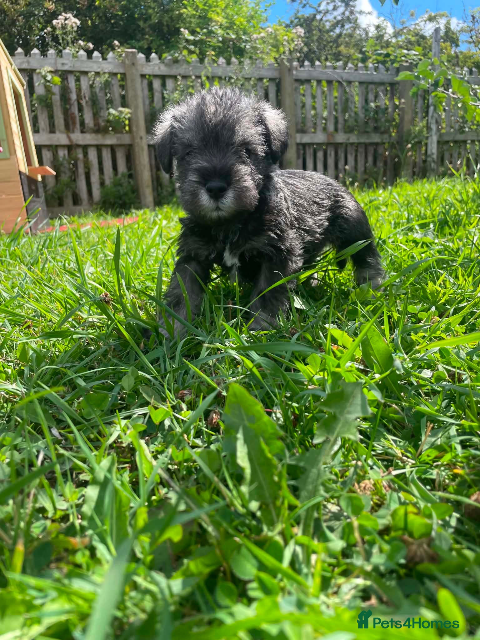 Miniature Schnauzer dogs 🐾❤️ Stunning Miniature Schnauzer Puppies 🐾❤️ - Advert 1