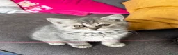 British Shorthair cats for sale: Last girl British shorthair kitten blue spotted  - Advert 4