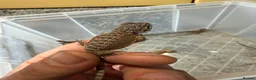 Bearded Dragon reptiles for sale: Beautiful Baby Bearded Dragons Available - Advert 10