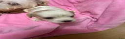 Cavachon dogs for sale: Adorable Cavachon Puppies Ready Soon  - Advert 5
