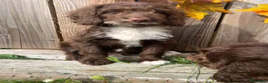 Sproodle 7