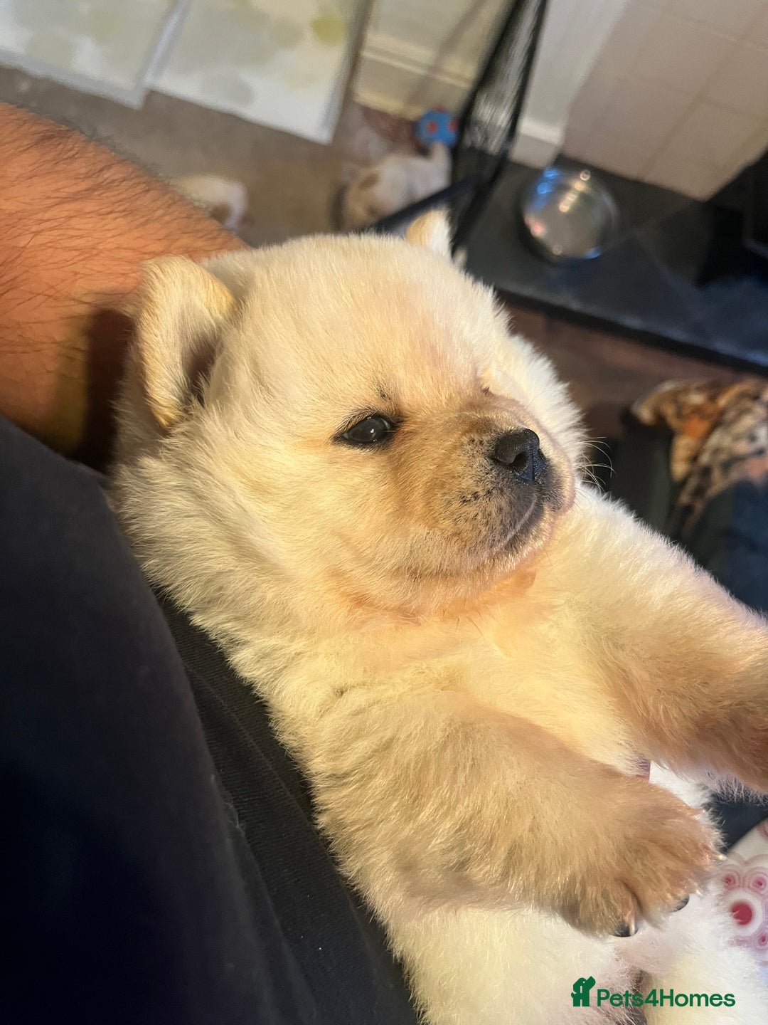 Chow Chow dogs for sale: Chow chow - Image 13