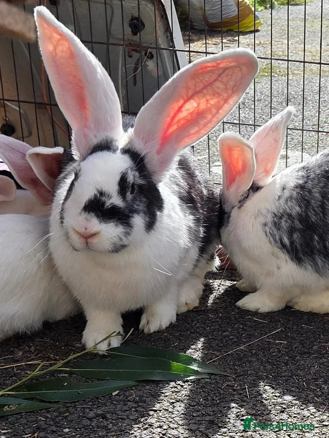 Lovely bunnies open to offers for sale in Downham Market | Pets4Homes