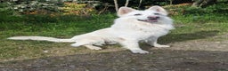 White Swiss Shepherd dogs for stud: Health Tested White Swiss Shepherd Stud in Pontypool - Advert 1