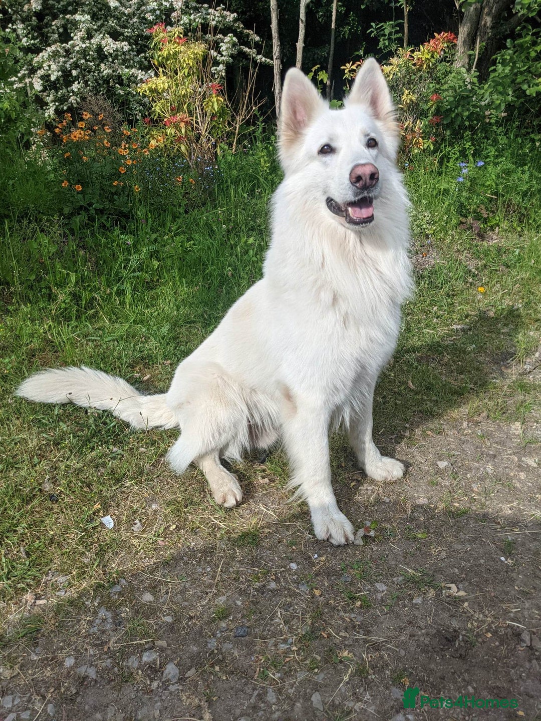 White Swiss Shepherd dogs for stud: Health Tested White Swiss Shepherd Stud in Pontypool - Image 1