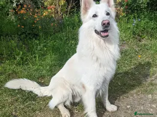 White Swiss Shepherd dogs Health Tested White Swiss Shepherd Stud in Pontypool - Advert 2