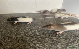 Rat rodents for sale: Pet rats - Image 6