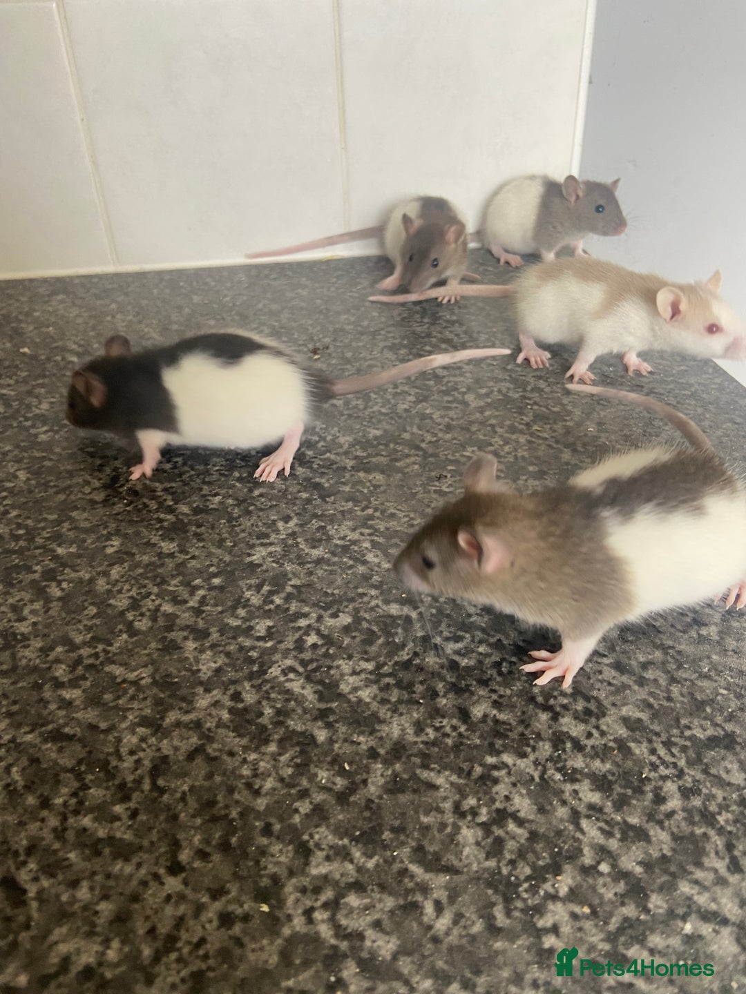 Rat rodents for sale: Pet rats - Image 6