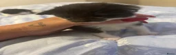Mixed Breed cats for sale: 2 beautiful tuxedo/black and white kittens - Advert 6