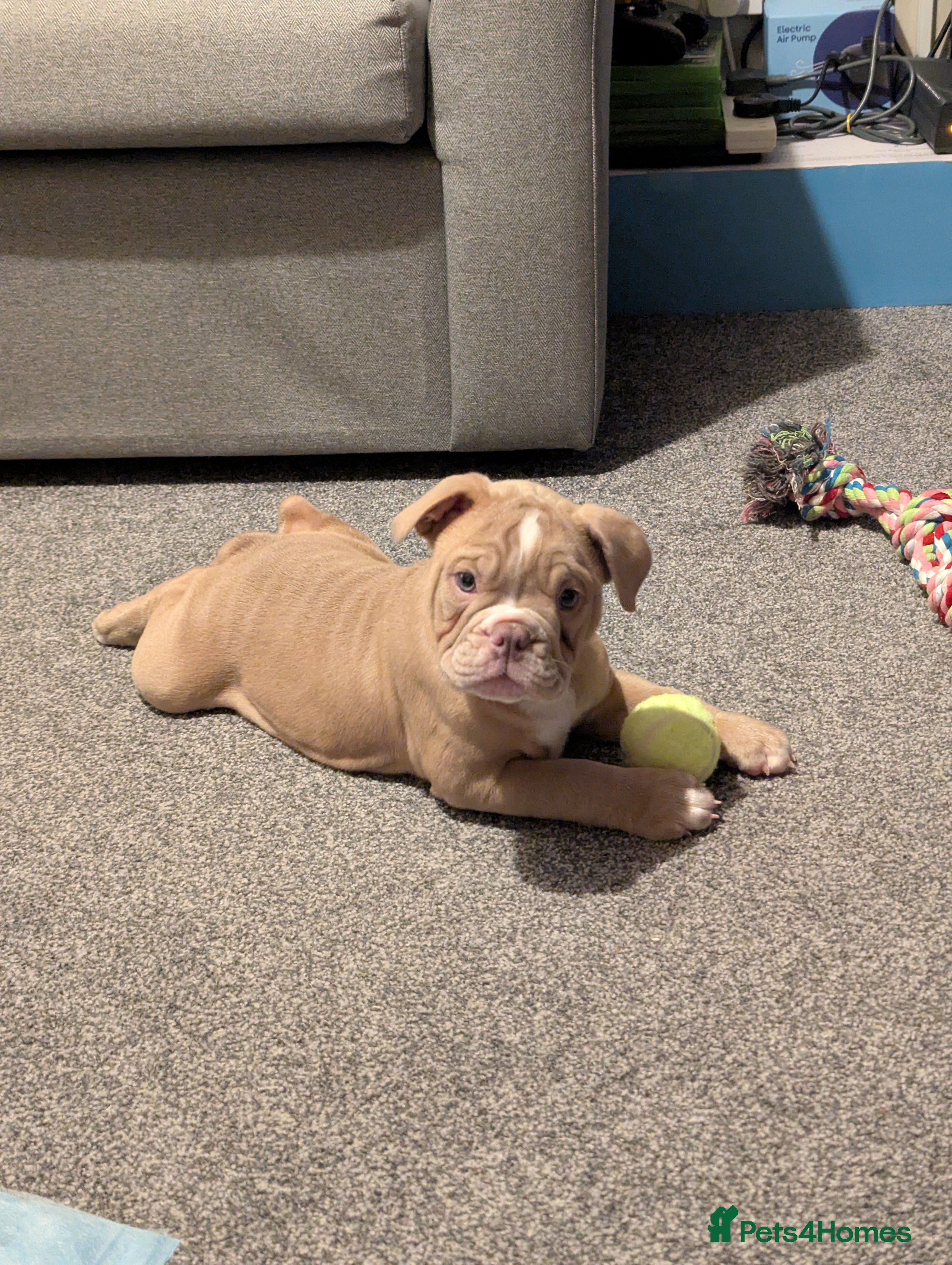 Mixed Breed dogs BEAUTIFUL GIRL LILAC OLD TYME BULLDOG  - Advert 5