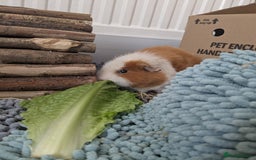 Guinea Pig rodents for sale: Loved guinea pigs need forever home 🩷 - Image 6