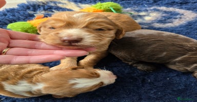 Cocker Spaniel dogs - Advert 8