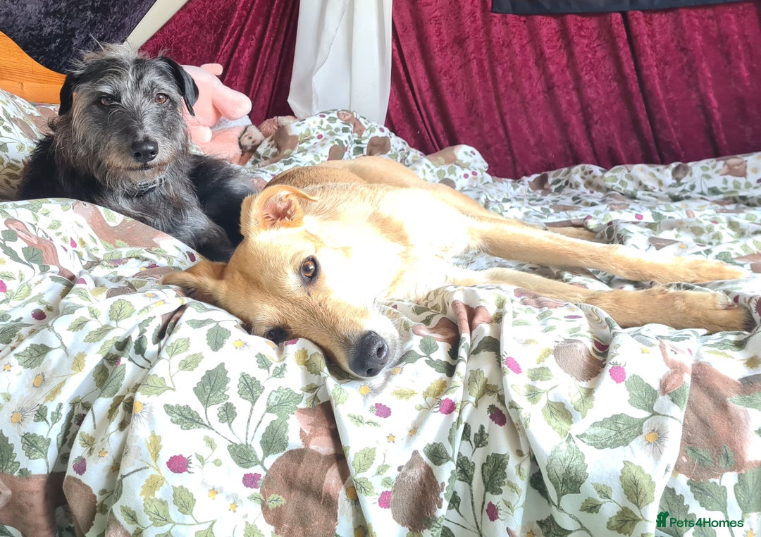 Mixed Breed dogs for sale: 10 Beautiful bedlington whippet x lurcher puppies! - Image 13