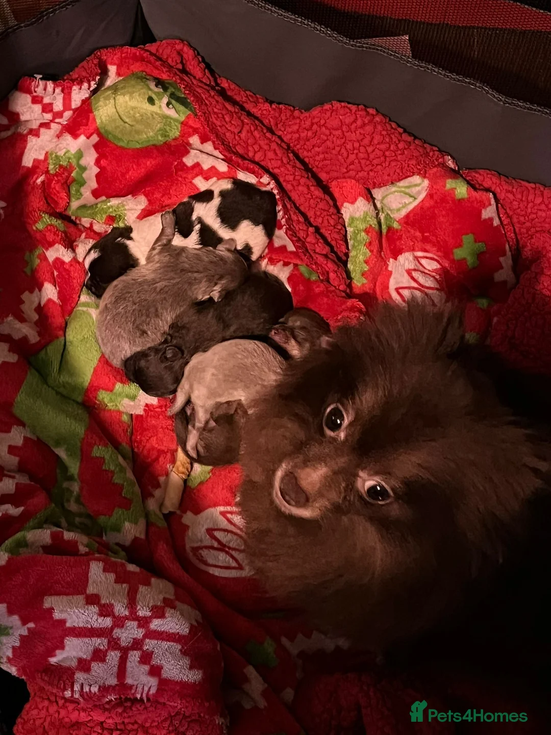 Mixed Breed dogs for sale: Pomchi puppies  in Westcliff-on-Sea - Advert 1