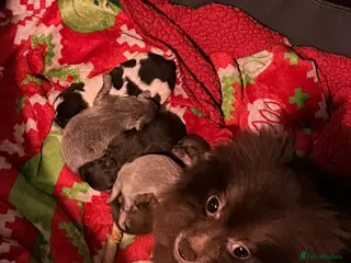 Mixed Breed dogs Pomchi puppies - Advert 1