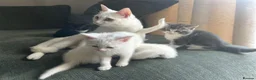 Mixed Breed cats for sale: Adorable litter of kittens  - Advert 39