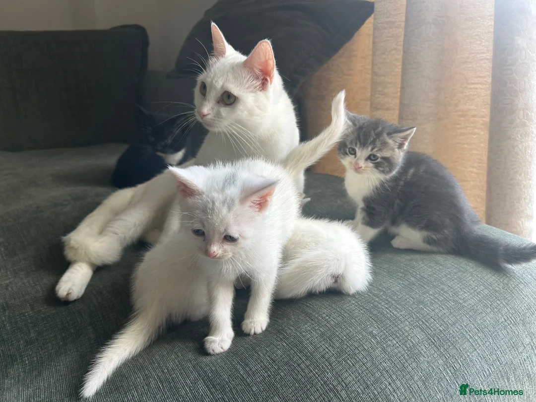Mixed Breed cats for sale: Adorable litter of kittens  - Advert 39