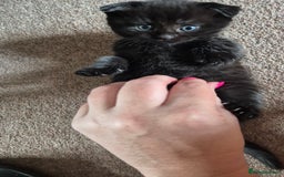 Scottish Fold cats for sale: RARE - Scottish Fold x Maine Coon Kittens!! - Image 9