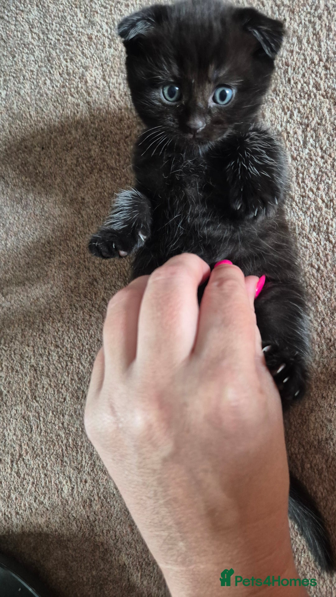 Scottish Fold cats for sale: RARE - Scottish Fold x Maine Coon Kittens!! - Image 9