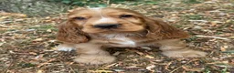 Cocker Spaniel dogs for sale: KC REGISTERED 100% SHOWTYPE HEALTH TESTED PARENTS - Advert 15