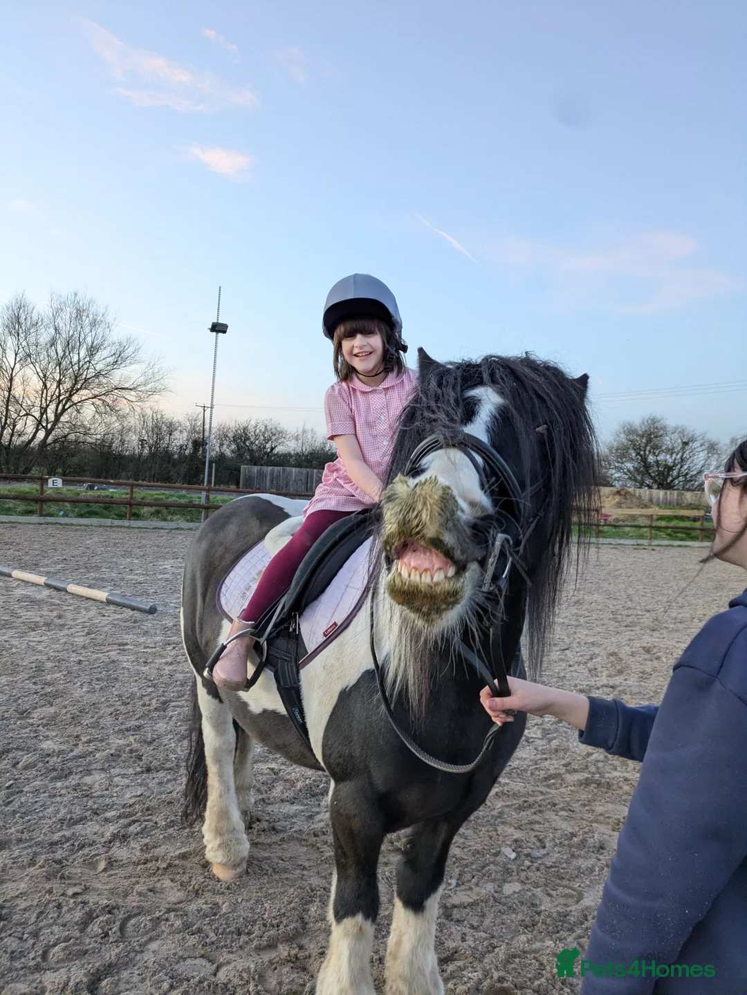 Riding pony horses for sale: Rosie - 12 years old - 13.3 - Cob Mare in Highbridge - Advert 1