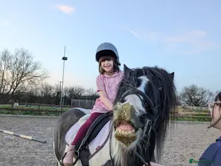 Riding pony horses Rosie - 12 years old - 13.3 - Cob Mare - Advert 4