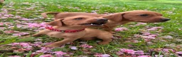Mixed Breed dogs for sale: 8 beautiful red Vizslador puppies vizsla Labrador  in Ipswich - Advert 6