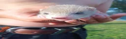 Ferret rodents for sale: Baby hob ferrets in Whitchurch - Advert 5