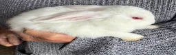 Mixed Breed rabbits for sale: Beautiful Mixed Breed Baby Rabbits  - Advert 7
