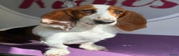 Basset Hound dogs for sale: Exceptional KC Basset Hound Puppies Now Available - Advert 6