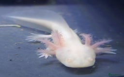 Other/Mixed Breed fish for sale: Fish Stock List - Updated Regularly  - Image 26