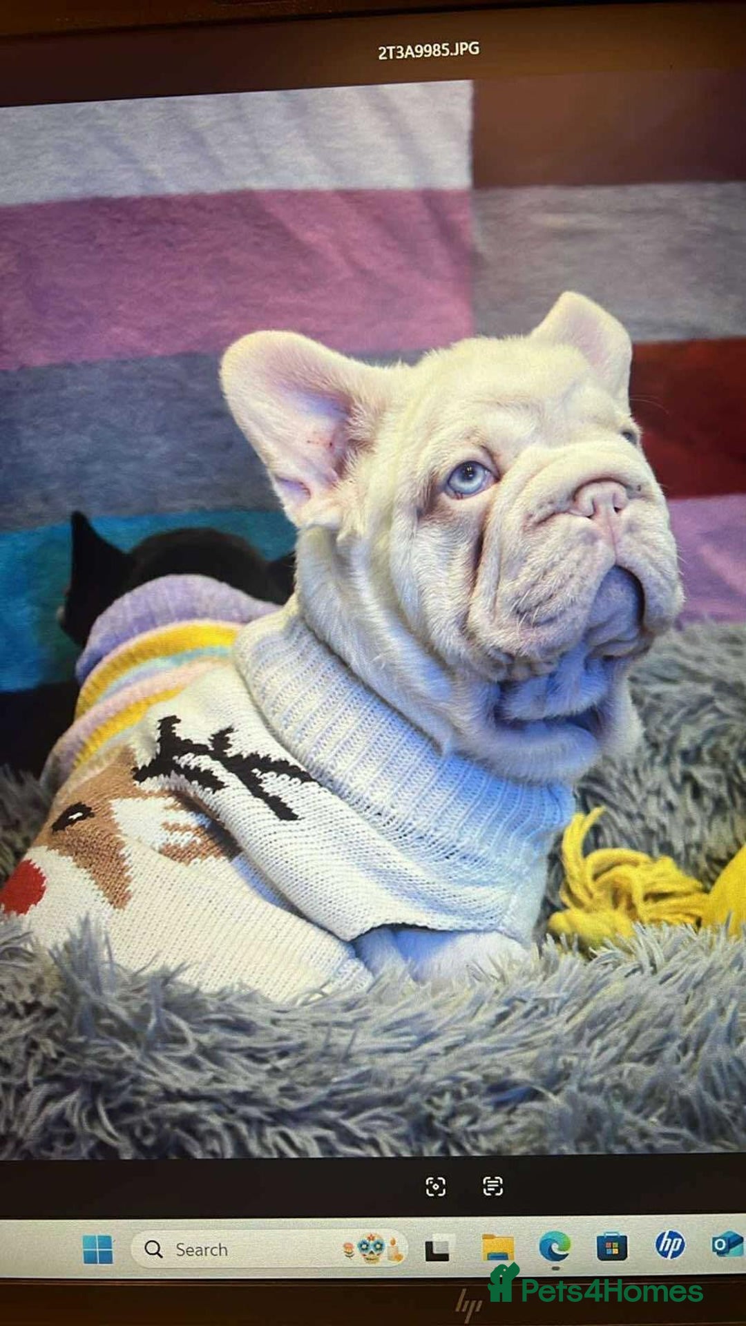 French Bulldog dogs for sale: Platinum Visual Pink French Bulldog Male - Advert 19