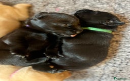 Labrador Retriever dogs for sale: Beautiful Lab Puppies! - Image 5