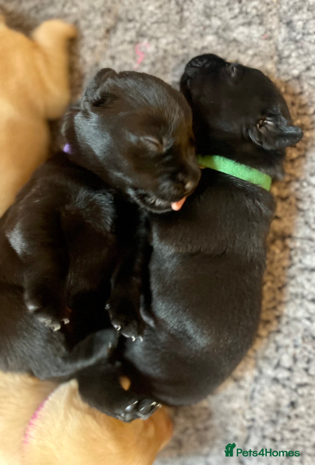 Labrador Retriever dogs for sale: Beautiful Lab Puppies! - Image 5