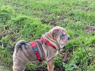 Shar Pei dogs Beautiful chunky Sable coloured boy! - Advert 2