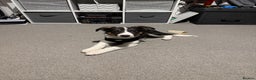 Border Collie dogs for sale: Border collie puppy 4months  - Advert 1