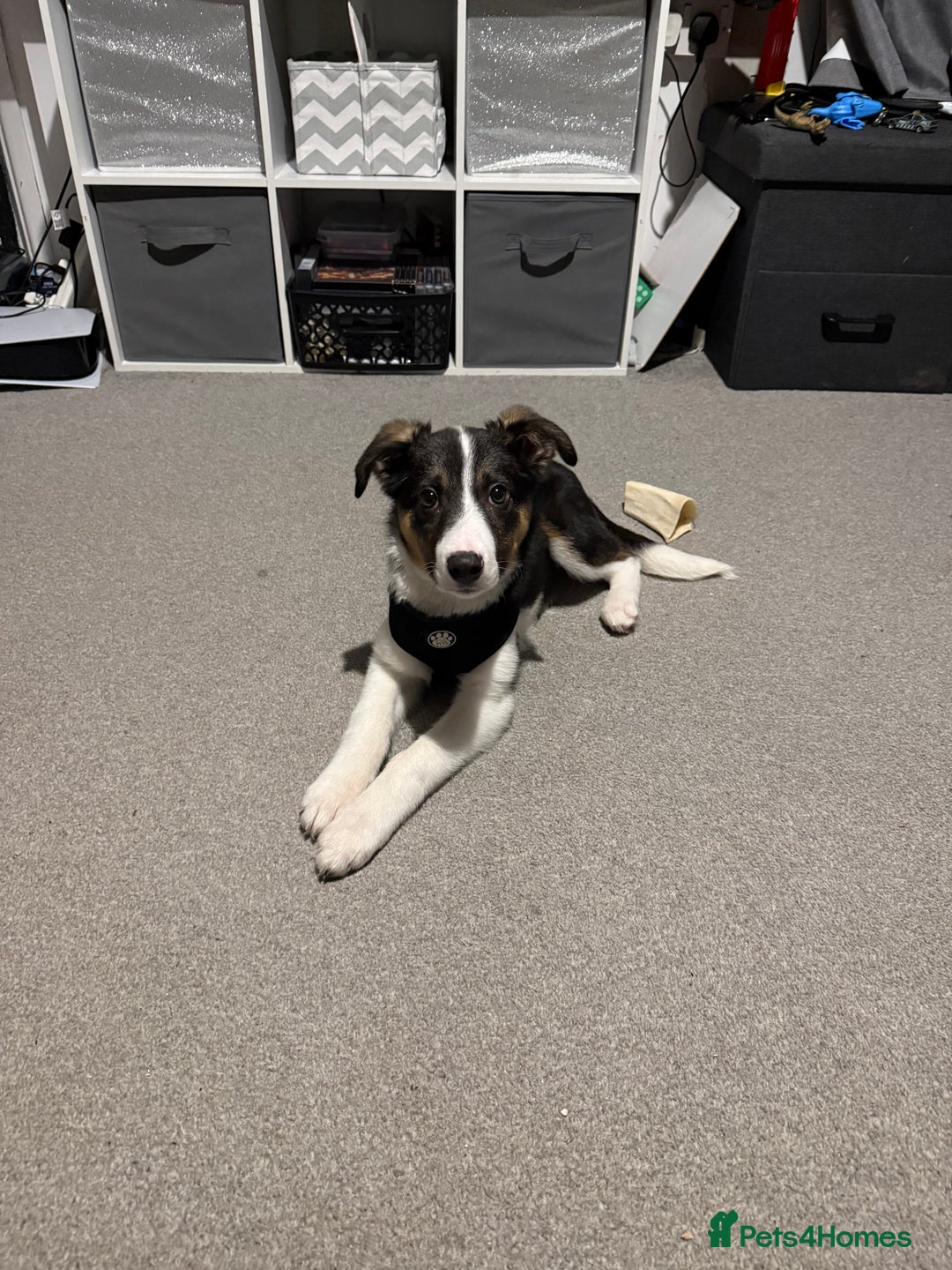 Border Collie dogs for sale: Border collie puppy 4months  - Advert 1