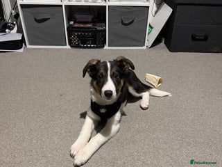 Border Collie dogs Border collie puppy 4months - Advert 1