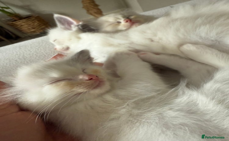Ragdoll cats - Advert 8