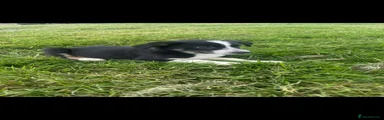 Border Collie 5