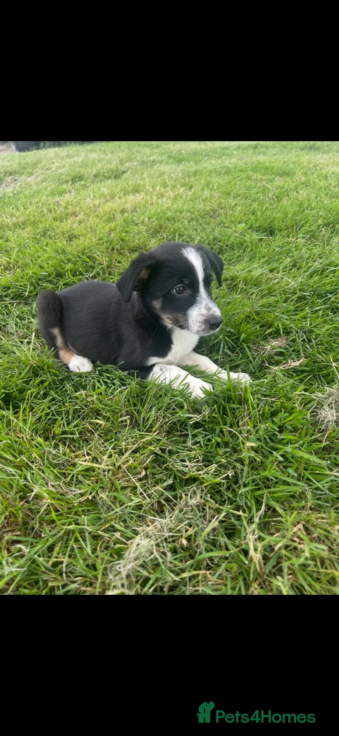 Border Collie dogs for sale: Gorgeous litter of border collie puppies - Advert 11