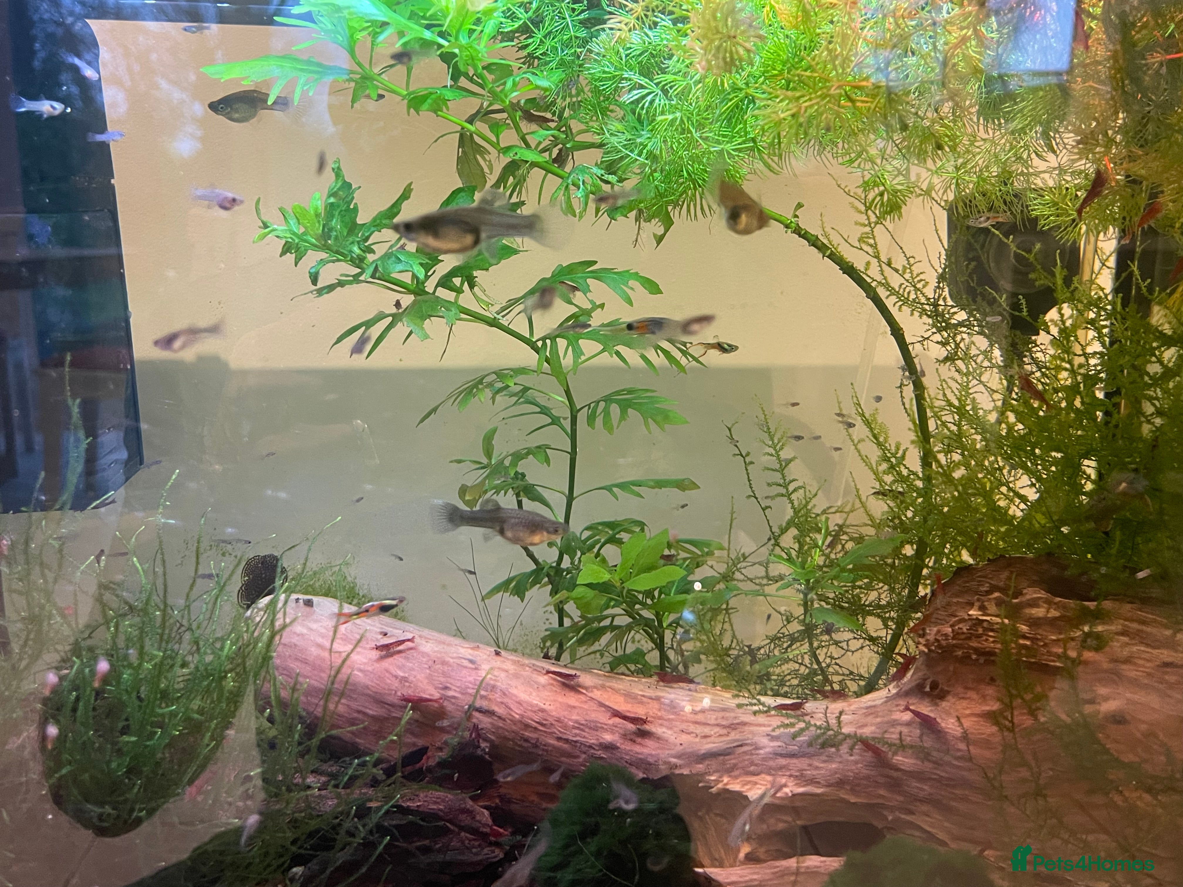 Other/Mixed Breed fish Pure bred Endler guppies for sale  - Advert 1