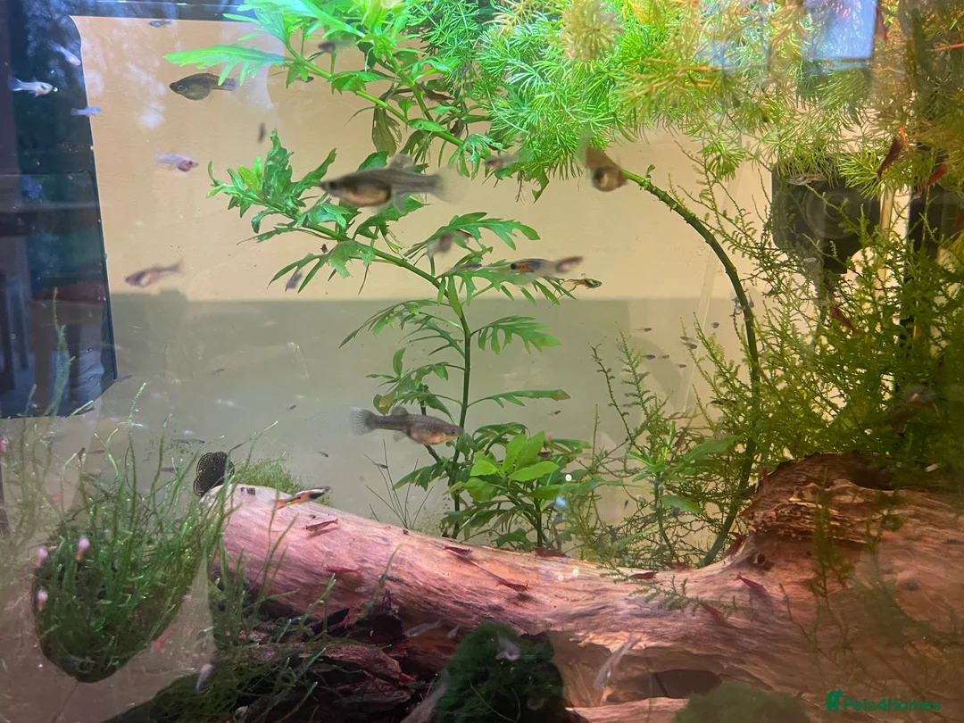 Other/Mixed Breed fish for sale: Pure bred Endler guppies for sale  - Advert 1