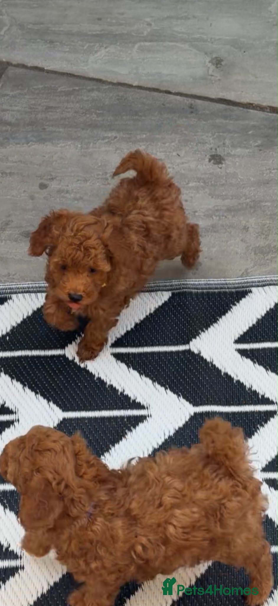 Toy Poodle dogs DNA health clear parents,only 1 🩷 available 🥰 - Advert 2