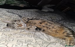 British Shorthair cats for sale: Tabby female cat - Image 1