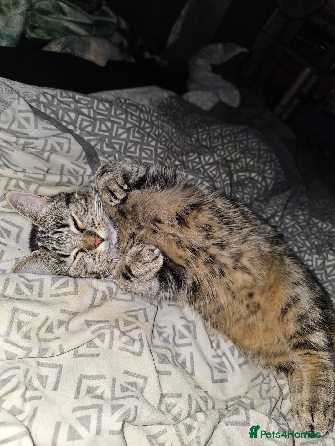 British Shorthair cats for sale: Tabby female cat - Image 1