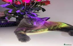 British Shorthair cats for sale: Half British Shorthaired Stunning Females - Image 2