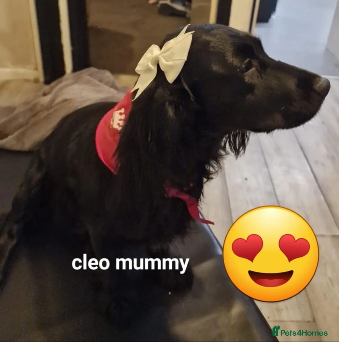 Cockapoo dogs for sale: The Magnificent fully-vaccinated Seven  in Romford - Advert 24